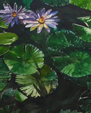 Lotus on Water
